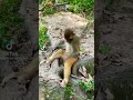 😱😱Sleeping Monkey