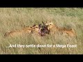 WATCH HOW LIONS DEVOUR THEIR PREY AFTER A KILL: RAW WILDLIFE FOOTAGE