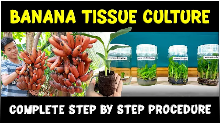 Banana Plant Tissue Culture: Complete Procedure