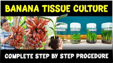Banana Plant Tissue Culture: Complete Procedure