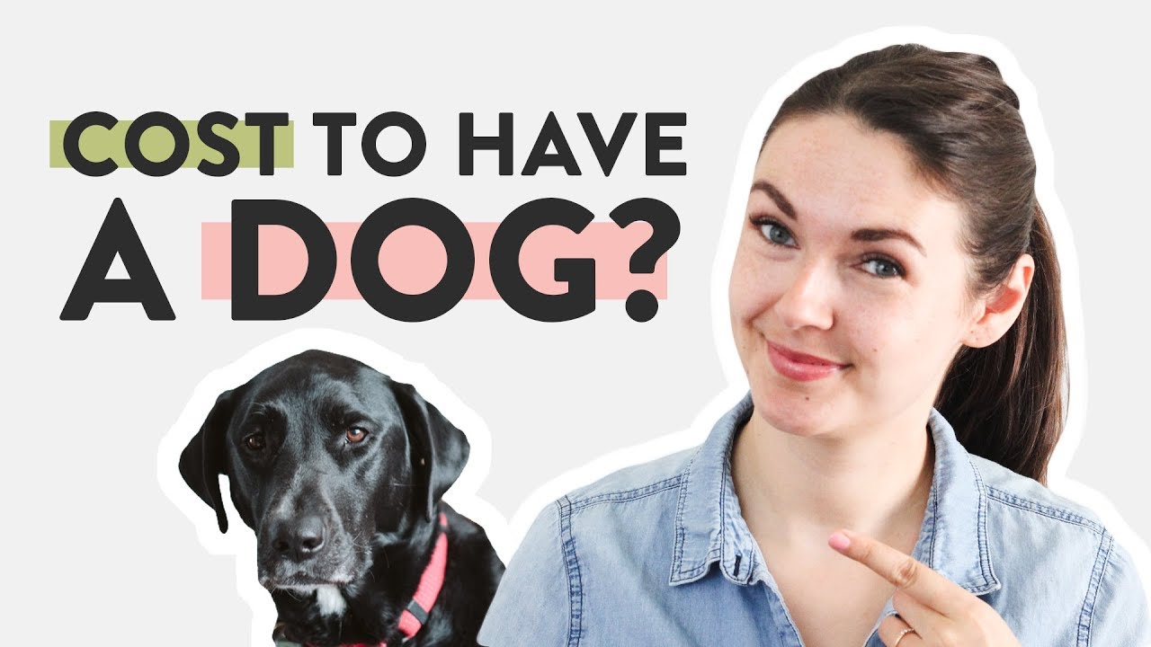 how much does it cost to maintain a dog