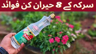 8 Miracle Of Vinger | سرکہ کے 8 حیران کن فوائد