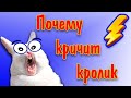 Почему кричит кролик? Звук орущего кролика