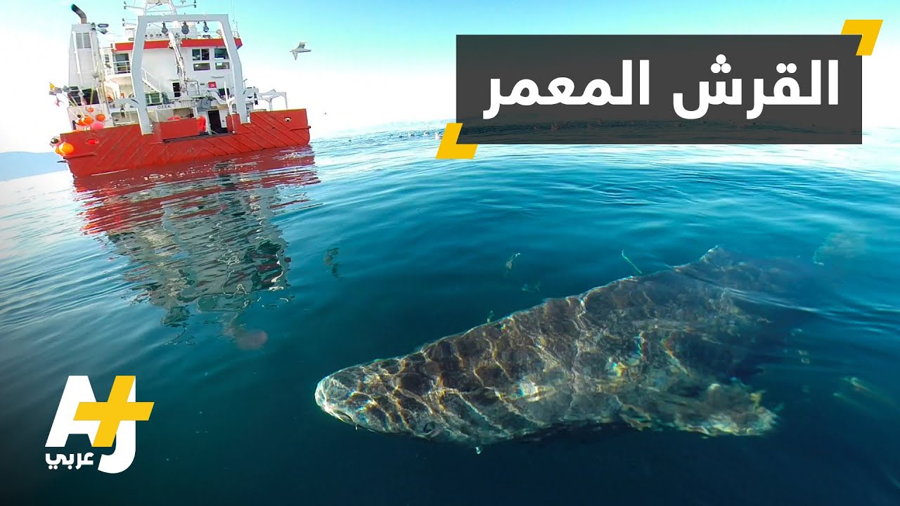 غرينلاند أطول أسماك القرش عمراً