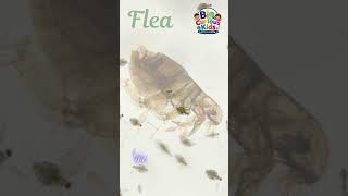 the flea #flea #insects #kids #nature #LearnEnglish #KidsLearning #shorts #bigcuriouskids