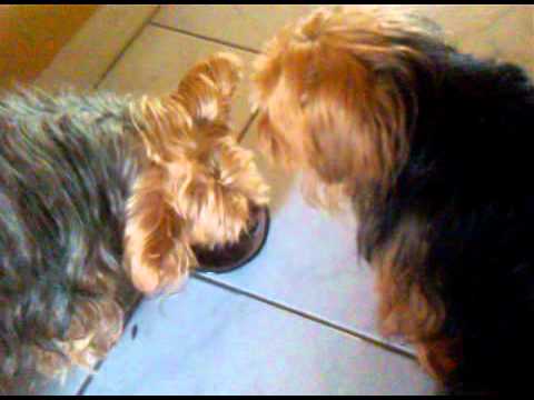 yorkies fight over food - YouTube