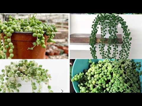 Complete care of string of pearls plant//How to save string of pearls plant//discuss common problem 
