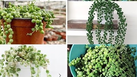 al Quran translate in Urdu #islamicshorts #islamicvideo #dua