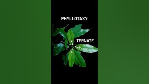 Phyllotaxy (leaf arrangement) Part2 #shortsfeed#shortofindia#shortsfeed #botany#bsc#msc#new #plants