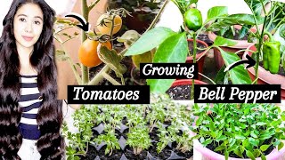 Gardening Diaries 3 -Growing Bell Peppers & Tomatoes in Containers -SEED TO HARVEST!