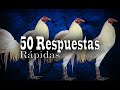 50 respuestas rápidas