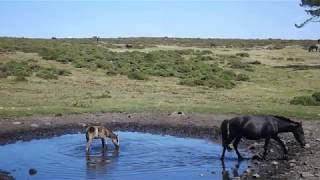 Garranos abeberando na Poza Negra. Alto da Groba, Baiona, Pontevedra