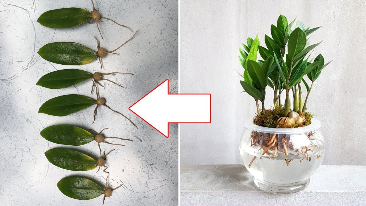 baby monstera 4in Monstera Deliciosa – Paraíso Plant Studio