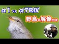 【解像対決】α1（5010万画素） vs α7RⅣ（6100万画素）【野鳥撮影】