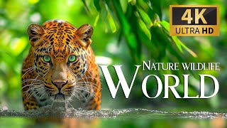 Nature's Wild World 🐾 Discovery Relaxation Movie With Calm Relaxing Music, Nature Video & Real Sound