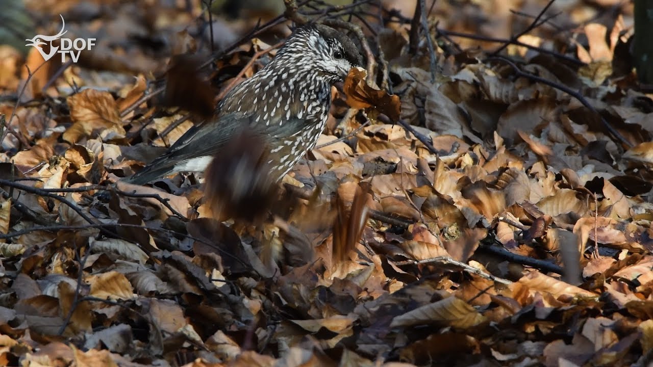 Nøddekrige - sjælden vintergæst flytter blade i skovbunden