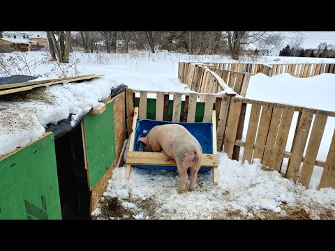Diy Free Pig Feeder Future Ideas For The Homestead Youtube