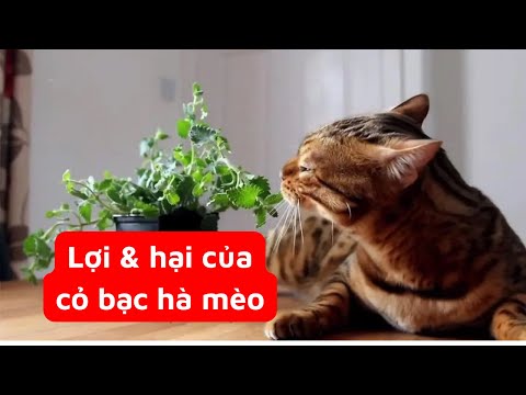 Video: Cây Catnip của tôi bị bệnh: Tìm hiểu về các bệnh thường gặp của cây Catnip