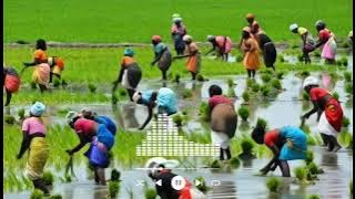 Pemandangan persawahan desa
