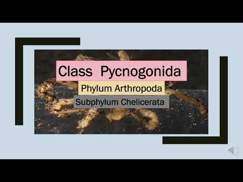 Klass Pycnogonida, Phylum Arthropoda, P4phylum