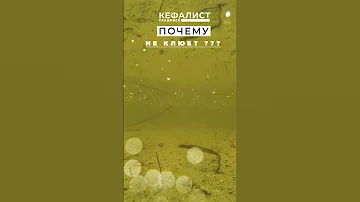 Рыбалка на кефаль! Почему не клюёт кефаль ??? Как ловить кефаль???