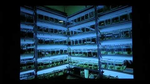 From Birth to Death: The Evolution of Guppies Under The Threat of Predation