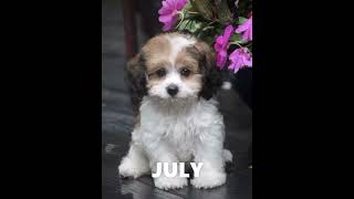 YOUR MONTH YOUR PUPPY