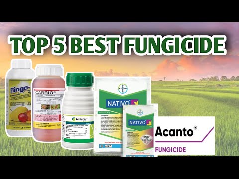 Video: Fungus Sa Patatas: Paggamit ng Potato Fungicides Upang Maiwasan ang Potato Fungus