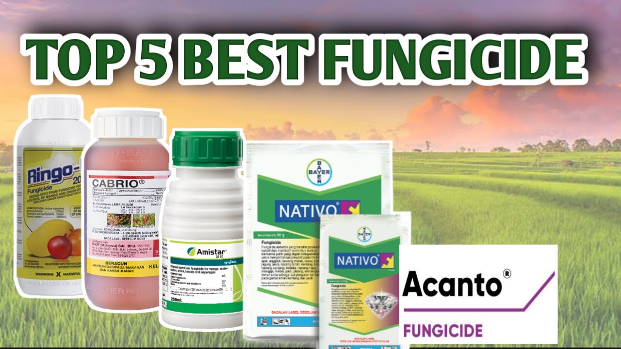 TOP 5 BEST FUNGICIDE