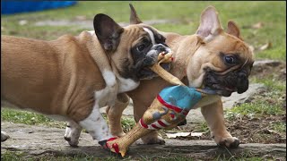 Funny And Cute French Bulldogs  | BEST Compilation 2024 #3