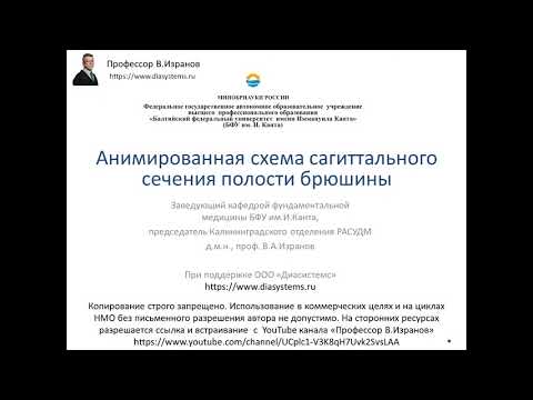 Топография брюшины. Сагиттальное сечение полости брюшины.