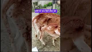 लंपी के घाव कैसें ठीक करे #wound #lampivirus #lampiwound #viral #shorts #shortvideo