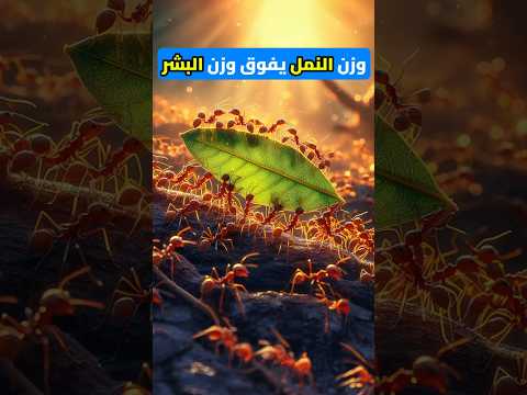 هل تعلم وزن النمل يعادل وزن جميع البشر على كوكب الأرض
