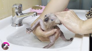 An amazingly adorable and smart first bath for the rescued kitten