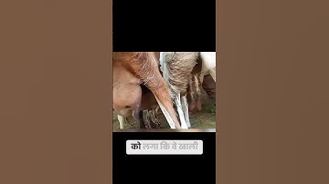The calf chased the goat for milk, and the goat was really suffering!