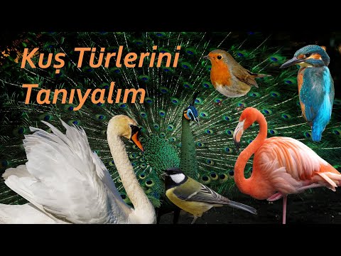 Kuş Türlerini Tanıyalım