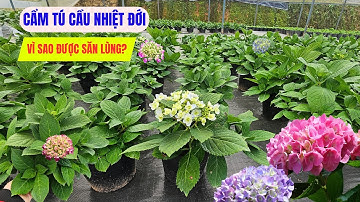 Đâu là lý do giống cẩm tú cầu nhiệt đới đang hot gần đây?