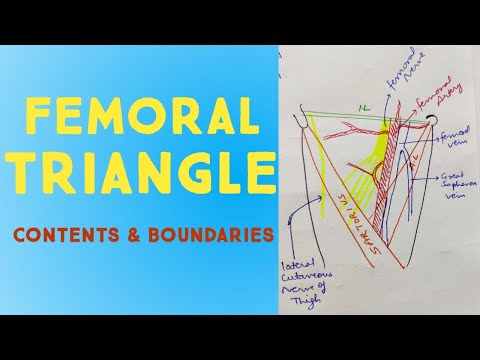 Special Anatomical Regions – Advanced Anatomy 2nd. Ed.