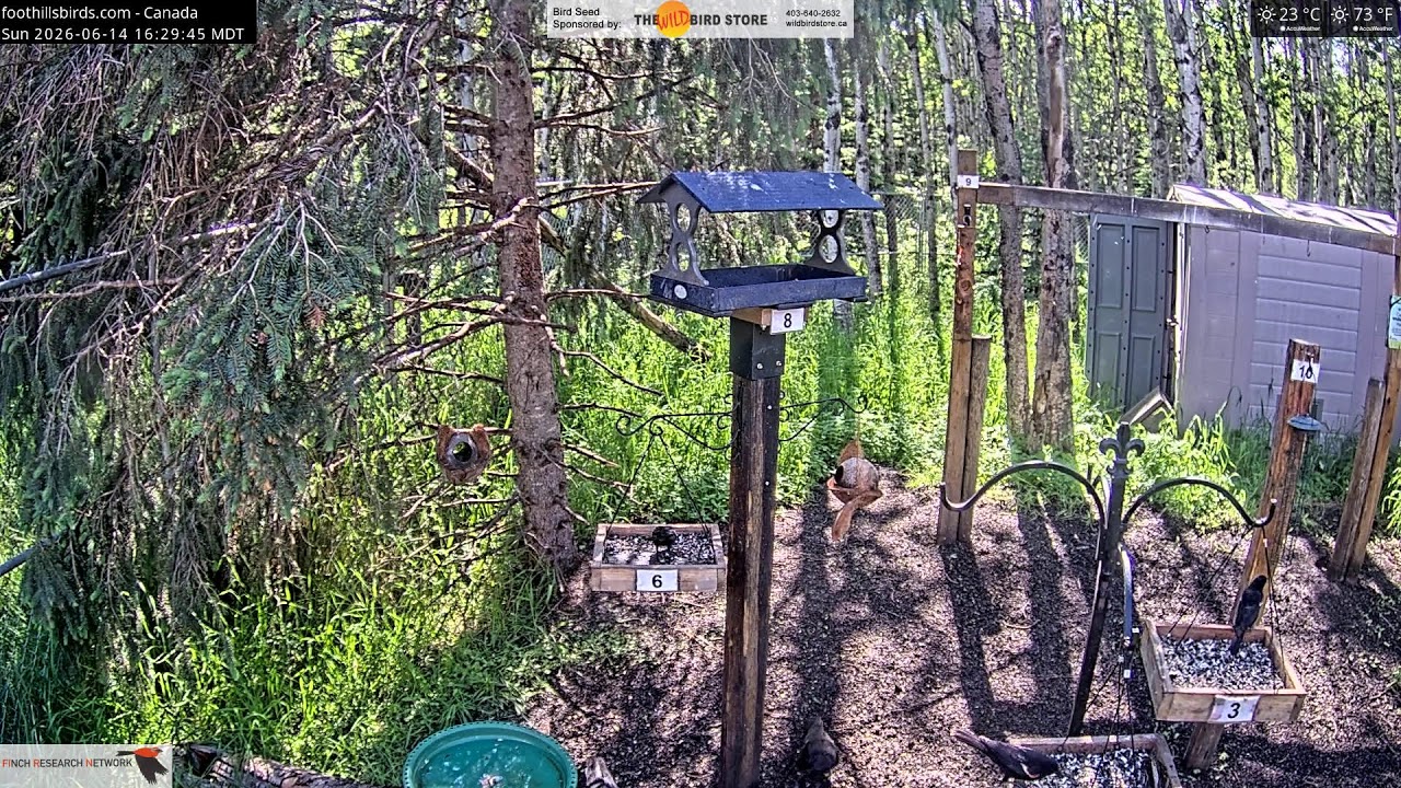 2026-06-14 - Foothills Birds - Live BirdCam [65+ Species]