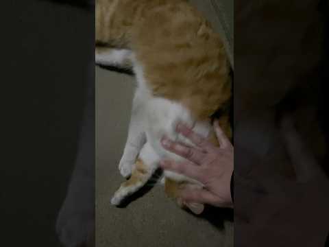 また深夜に甘えん坊のノラネコさんと出会いました。ここにはお友達がいなくて寂しいのかな。 #cat #animal #ねこ #猫 #ネコ #野良猫