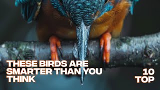 The Smartest Birds in the World | Top 10 Genius Species