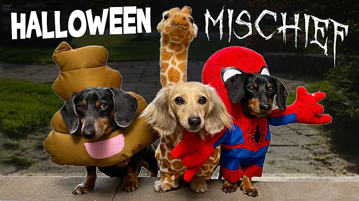 HALLOWEEN MISCHIEF - Cute & Funny Wiener Dogs Go T...