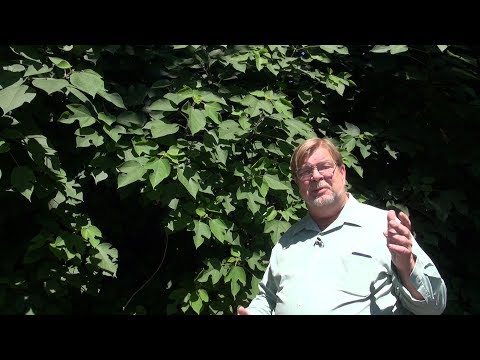Video: Sasafras medžių priežiūra – patarimai, kaip auginti Sasafras medžius