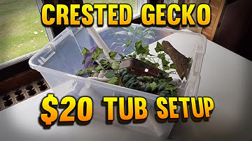 How To Setup A Crested Gecko Tank For Less Than $20!