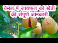 jaifal #nutmeg plantation kerala #jaiphal javitri plant #jaiphal #Nutmeg Cultivation #kerala nutmeg