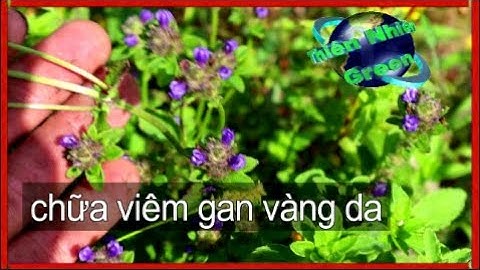 Cây Nhân Trần hoa đầu chữa viêm gan truyền nhiễm, thiên nhiên green