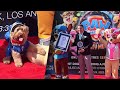 Dogs Fill Movie Screening to Break World Record