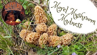 Celebrity Morel Mushroom Madness Profile