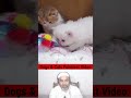 AMAZING Dogs and Cats Videos😻😜 Funny Animals Video🐶 #dogsandcatsfunnyvideos #catsfunnyvideos #shorts