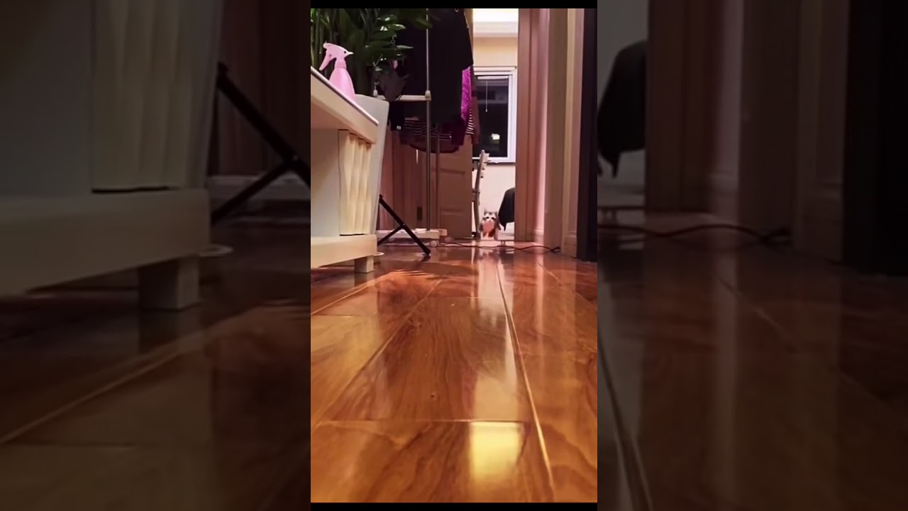 Редкий Кот Манчкин, Шустрый малый Скукум, редкая порода